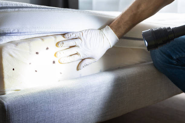 Professional Pest Control in South Sarasota, FL